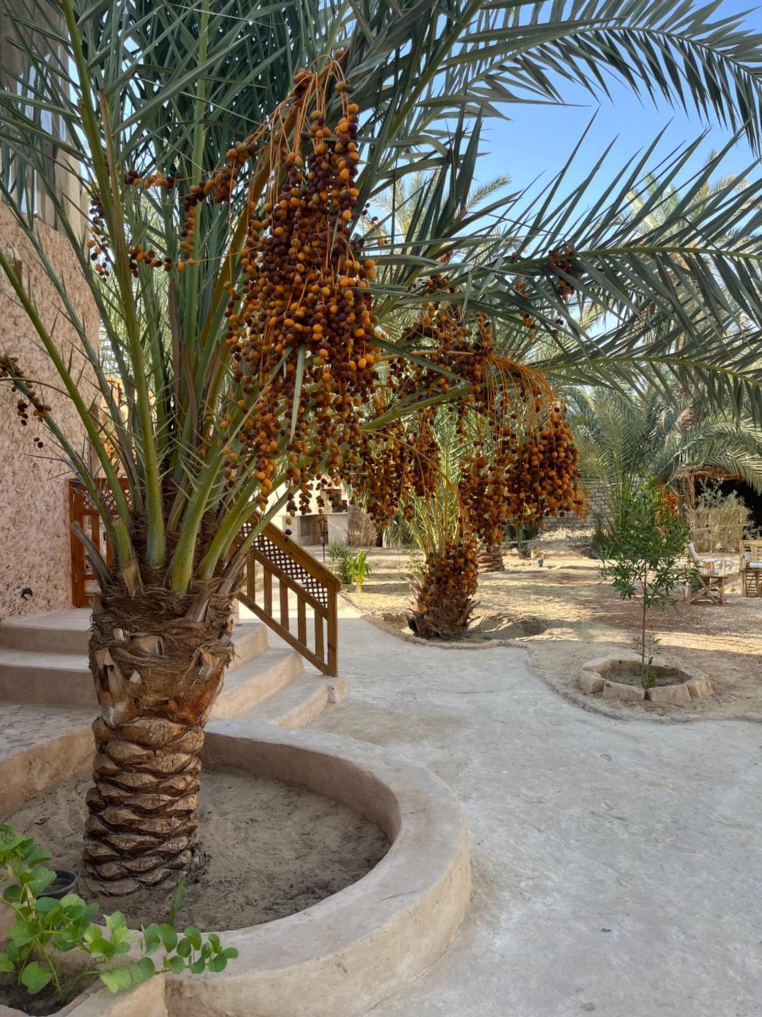 Siwa Spot Apartman *